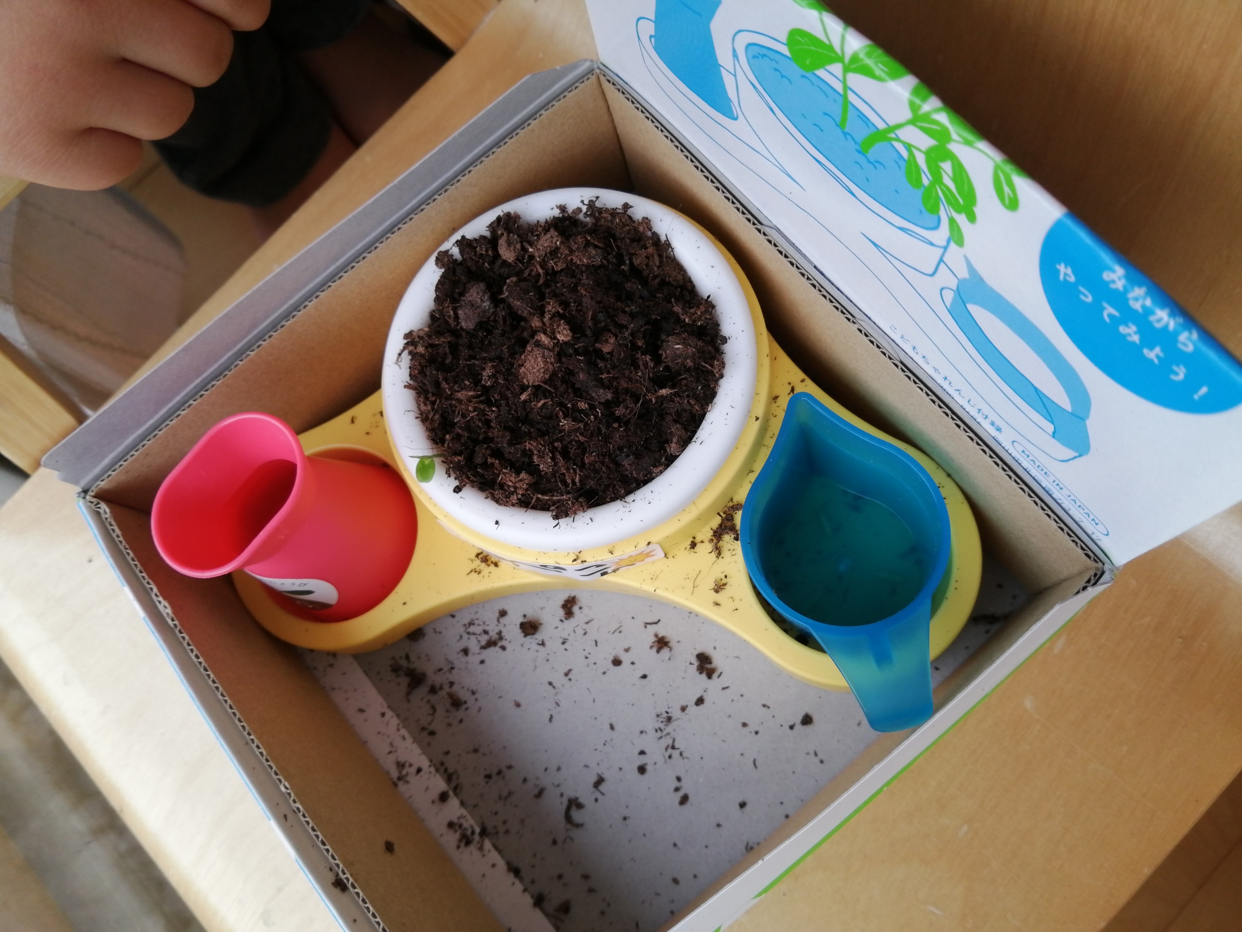 しまじろう おじぎ草の芽が出た 子供が植物を育てる初めての経験に みうの好き語り